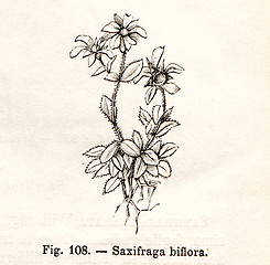 Image showing Vintage flowers illustrations