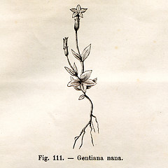 Image showing Vintage flowers illustrations