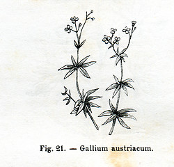 Image showing Vintage flowers illustrations