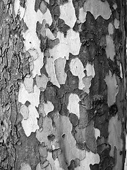 Image showing Tree bark