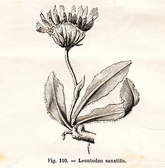 Image showing Vintage flowers illustrations