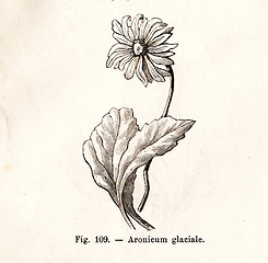 Image showing Vintage flowers illustrations