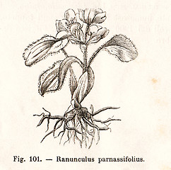 Image showing Vintage flowers illustrations