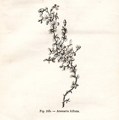 Image showing Vintage flowers illustrations