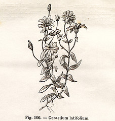 Image showing Vintage flowers illustrations