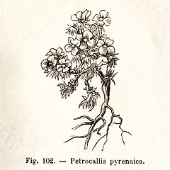 Image showing Vintage flowers illustrations