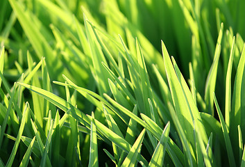 Image showing green grass and sunlight