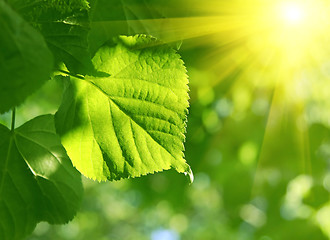 Image showing closeup of green leaf and sun beams