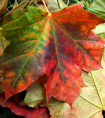 Image showing fall leaves