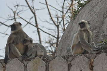 Image showing Family of monkey