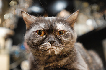 Image showing Portrait of pedigreed cat