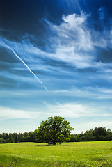 Image showing Oak Tree