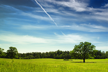 Image showing Oak Tree in summer