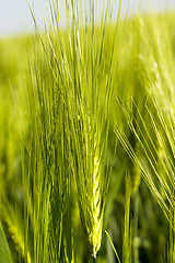 Image showing Green cereals