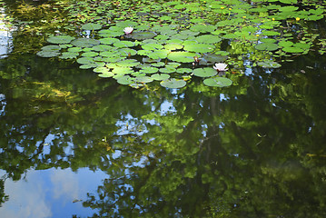 Image showing Pond with water lillies