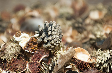 Image showing Autumn decoration