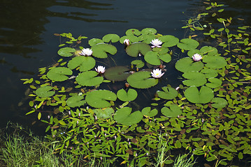 Image showing Water lillies