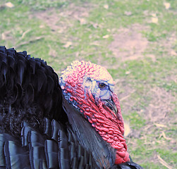 Image showing turkey close up
