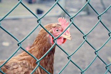 Image showing caged chicken 