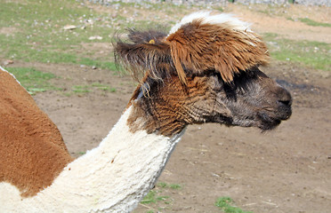 Image showing brown and white alpacka 