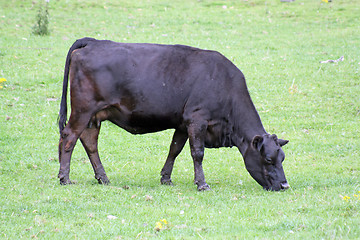 Image showing dark brown cow 