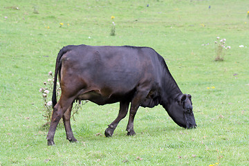 Image showing cow in a field
