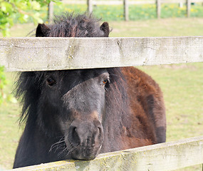 Image showing brown pony