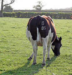 Image showing the back of a cow