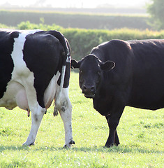 Image showing two cows in a field 