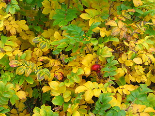 Image showing Autumn leaves I