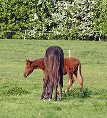 Image showing horses in a field