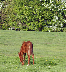 Image showing young horse