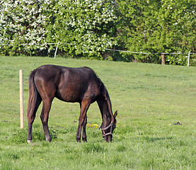 Image showing horse in a field