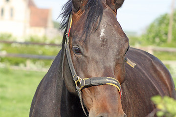 Image showing close up horses head