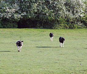 Image showing cows running