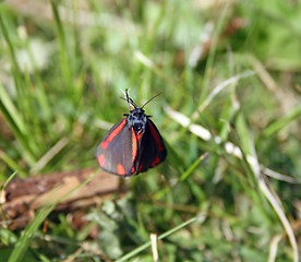 Image showing red and black butterfly