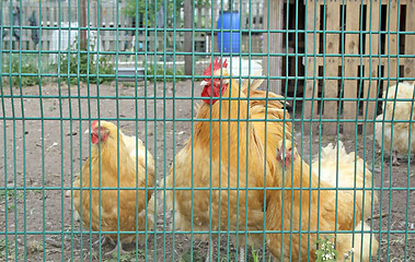 Image showing yellow chickens