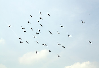 Image showing birds in flight 