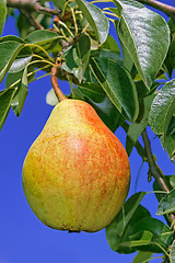 Image showing Ripe pear hanging on a branch