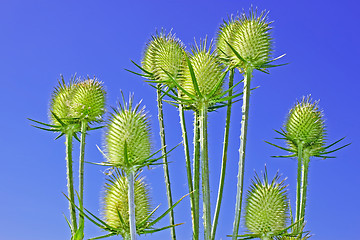 Image showing Teasel inflorescences