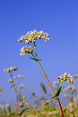 Image showing Buckwheat inflorescence