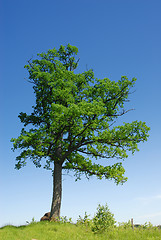 Image showing Lonely Oak Tree