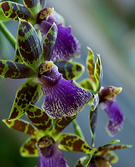 Image showing Zygopetalum