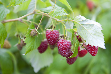 Image showing Sweet raspberries