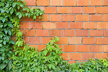 Image showing Brick wall and ivy