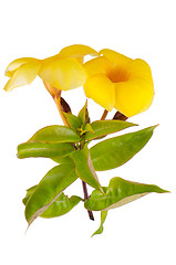 Image showing Yellow flowering Mandevilla