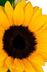 Image showing Yellow sunflower