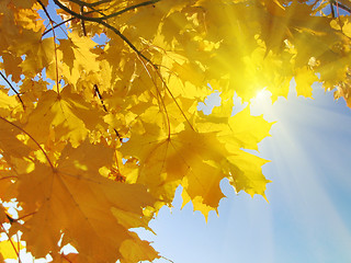 Image showing autumn leaves of maple 