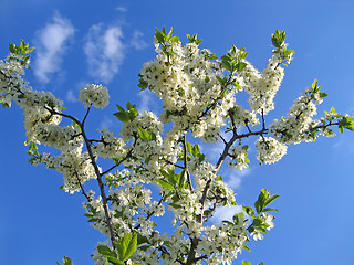 Image showing branch of blossoming tree