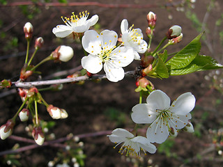 Image showing blossoming tree